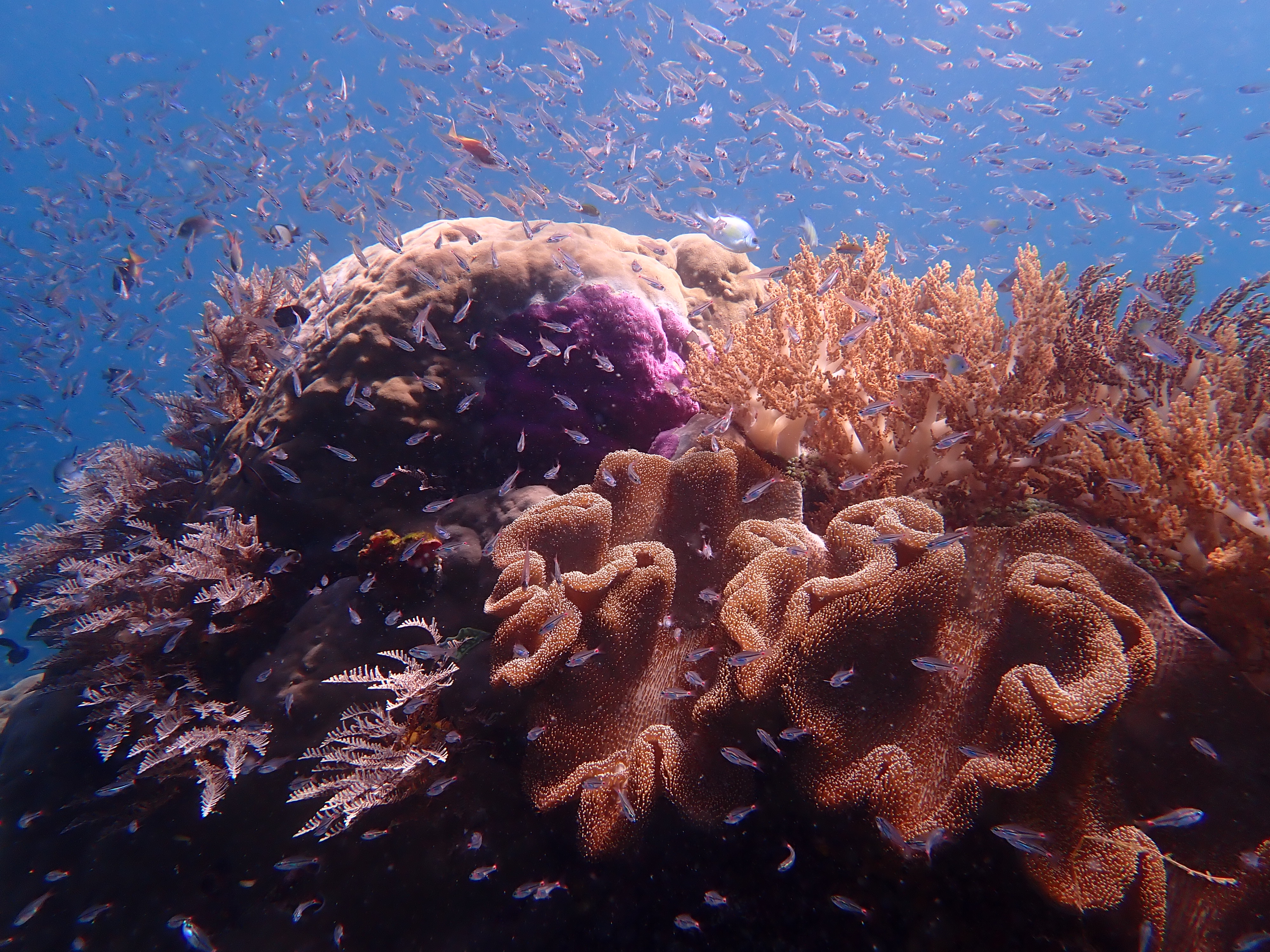 Underwater Mindfulness