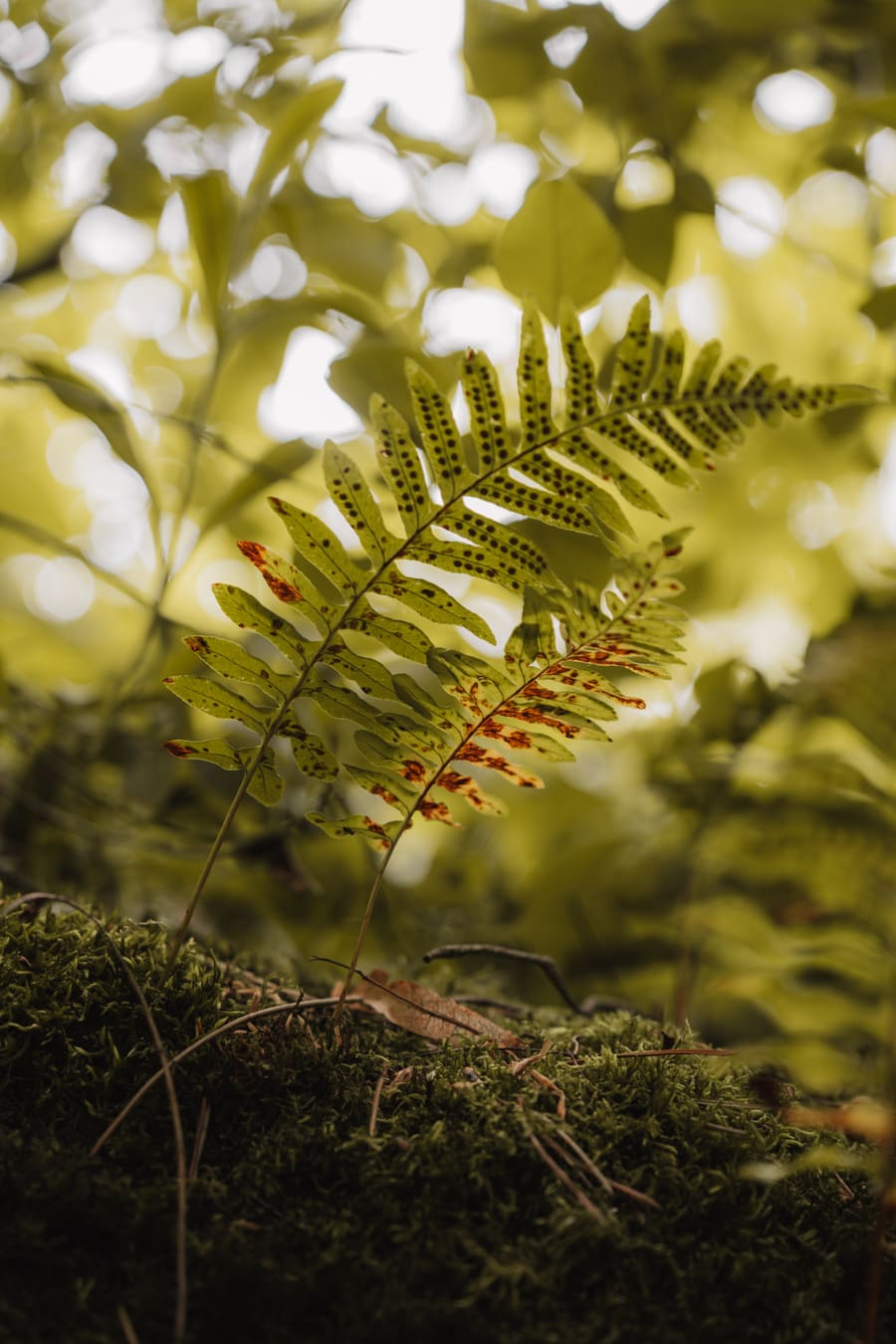 Fougère dans la lumière de la forêt – Mindfulness